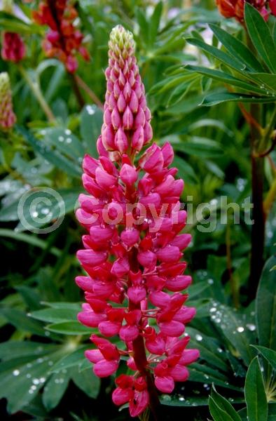 Red blooms; Orange blooms; Yellow blooms; Blue blooms; Purple blooms; White blooms; Pink blooms; North American Native