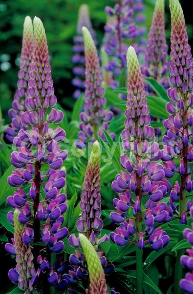 Red blooms; Orange blooms; Yellow blooms; Blue blooms; Purple blooms; White blooms; Pink blooms; North American Native