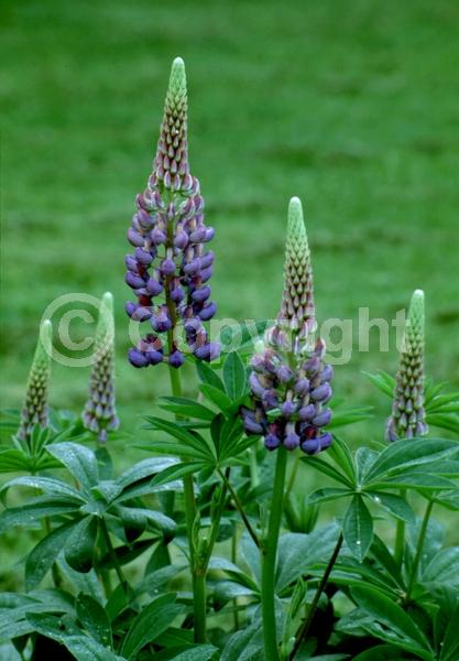 Red blooms; Orange blooms; Yellow blooms; Blue blooms; Purple blooms; White blooms; Pink blooms; North American Native
