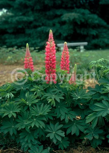 Red blooms; Orange blooms; Yellow blooms; Blue blooms; Purple blooms; White blooms; Pink blooms; North American Native