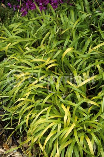 White blooms; Deciduous; Broadleaf
