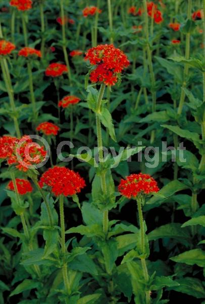 Red blooms; White blooms; Salmon blooms; Deciduous; Broadleaf
