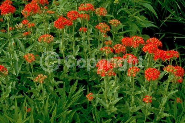 Red blooms; White blooms; Salmon blooms; Deciduous; Broadleaf