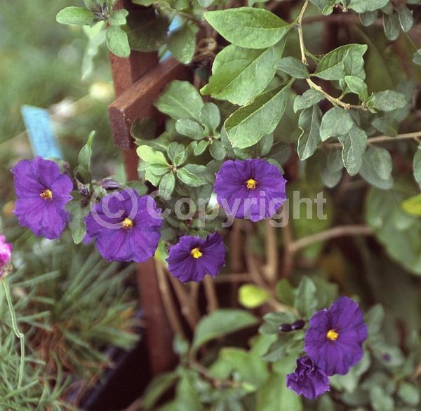 Yellow blooms; Blue blooms; Purple blooms; Lavender blooms; Evergreen; Broadleaf