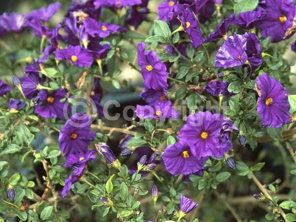 Yellow blooms; Blue blooms; Purple blooms; Lavender blooms; Evergreen; Broadleaf