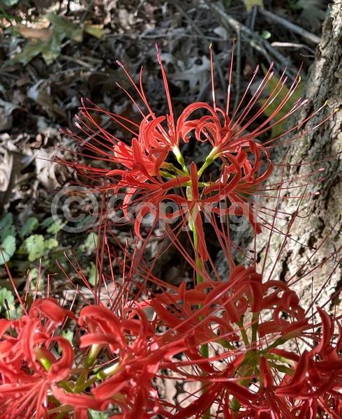 Red blooms; Deciduous