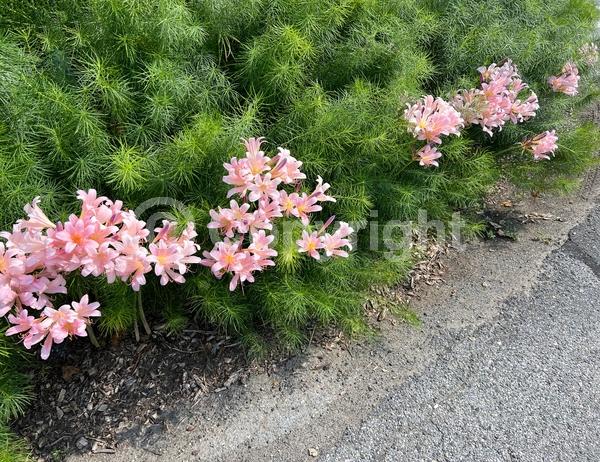 Pink blooms; Deciduous; Broadleaf