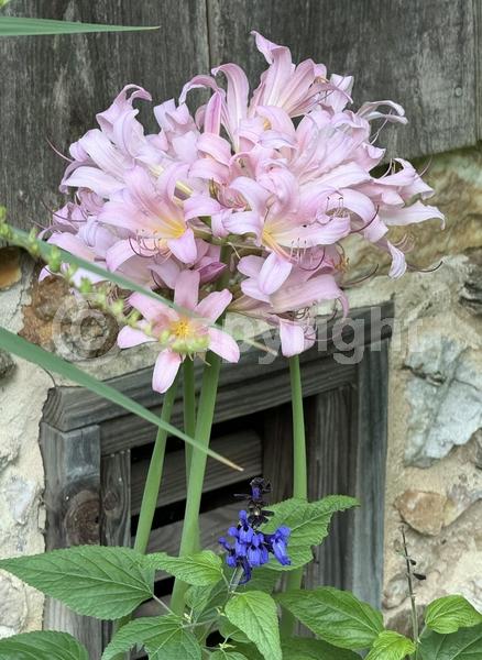 Pink blooms; Deciduous; Broadleaf