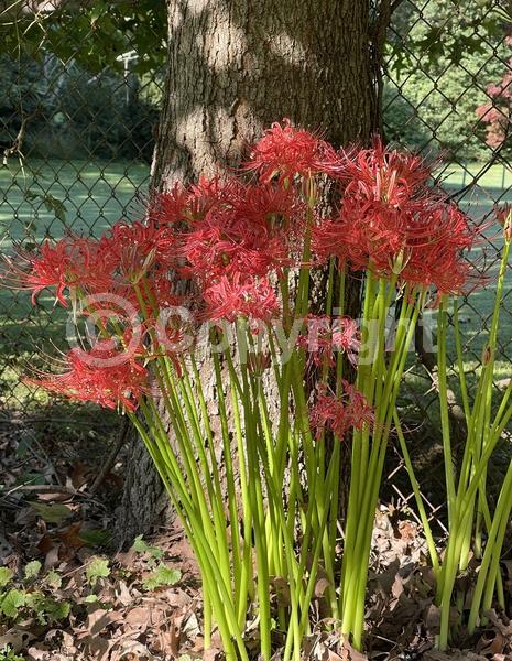 Red blooms; Deciduous