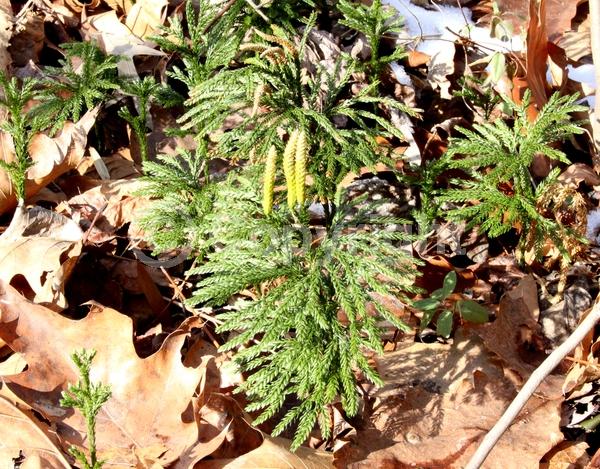 Evergreen; North American Native