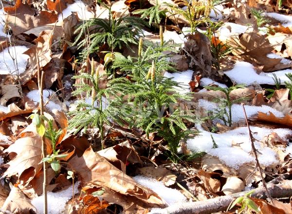 Evergreen; North American Native