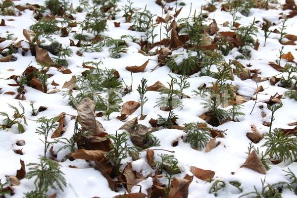 Evergreen; North American Native