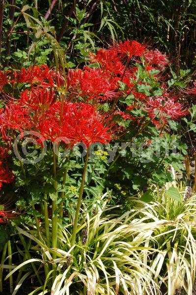 Red blooms; Deciduous