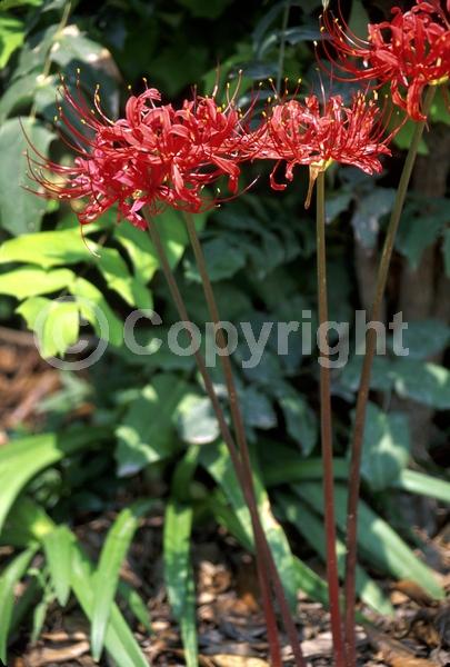 Red blooms; Deciduous