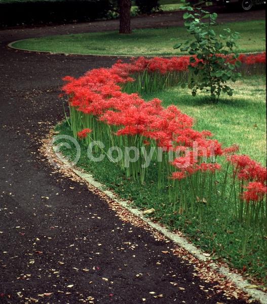 Red blooms; Deciduous