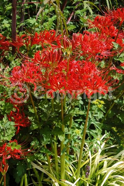 Red blooms; Deciduous