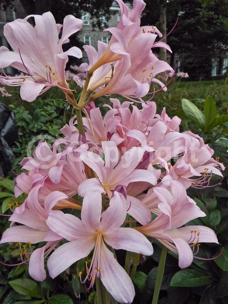 Pink blooms; Deciduous; Broadleaf