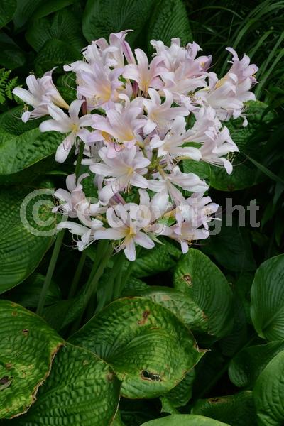 Pink blooms; Deciduous; Broadleaf