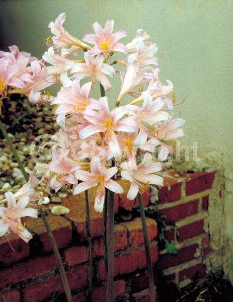 Pink blooms; Deciduous; Broadleaf
