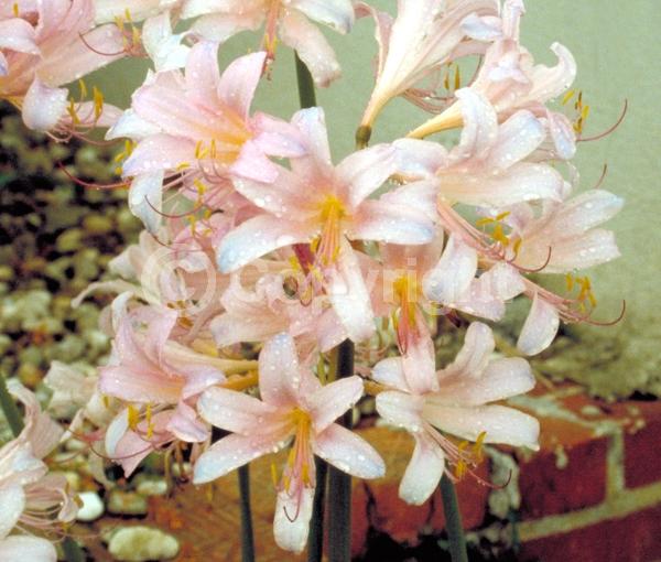 Pink blooms; Deciduous; Broadleaf