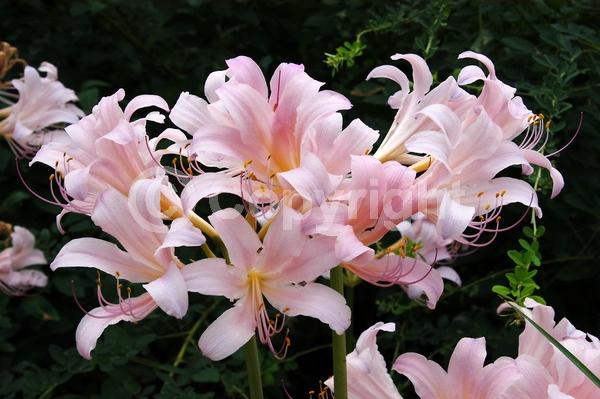 Pink blooms; Deciduous; Broadleaf