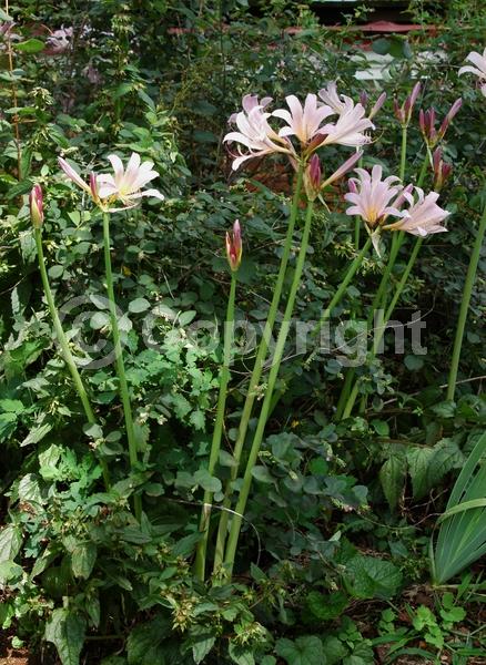 Pink blooms; Deciduous; Broadleaf