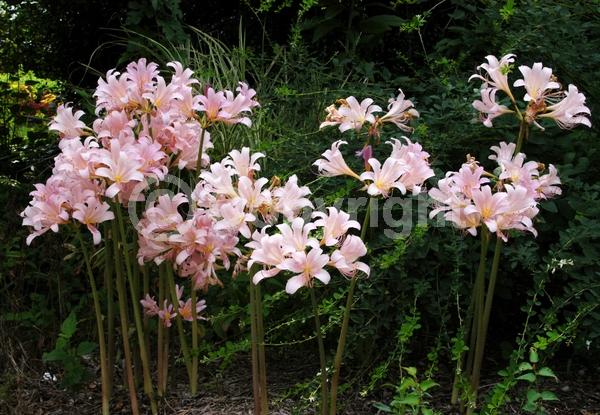 Pink blooms; Deciduous; Broadleaf