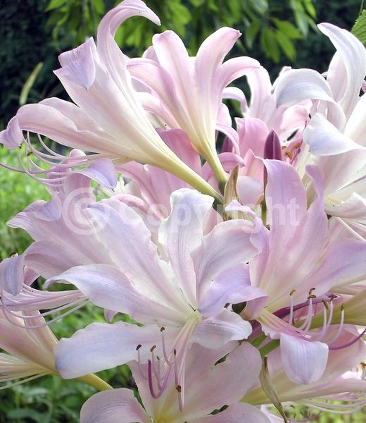 Pink blooms; Deciduous; Broadleaf