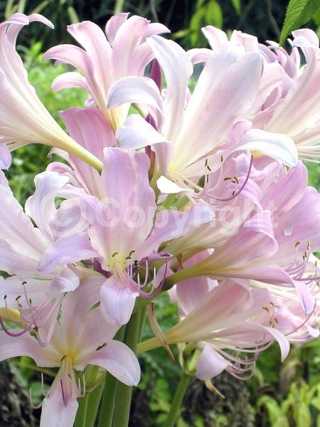 Pink blooms; Deciduous; Broadleaf