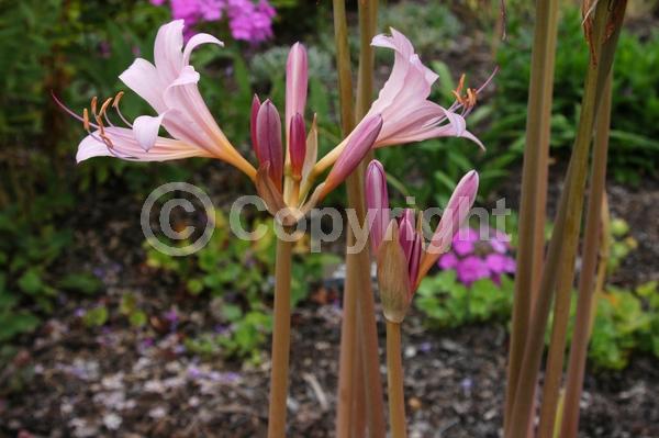 Pink blooms; Deciduous; Broadleaf