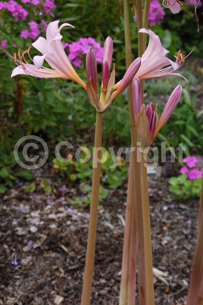 Pink blooms; Deciduous; Broadleaf