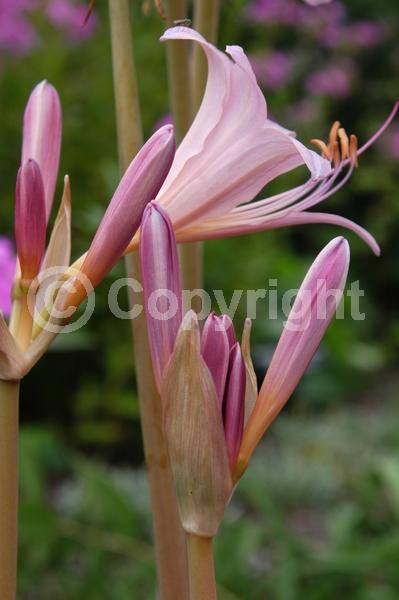 Pink blooms; Deciduous; Broadleaf