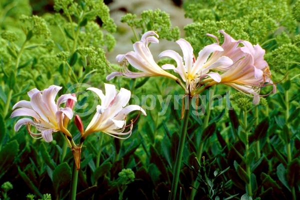Pink blooms; Deciduous; Broadleaf