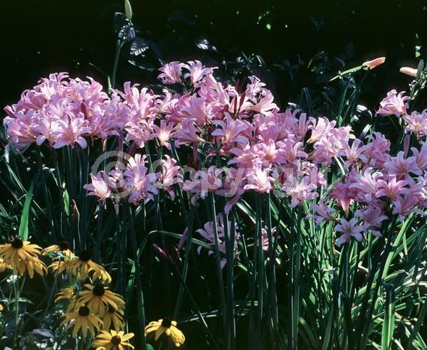 Pink blooms; Deciduous; Broadleaf