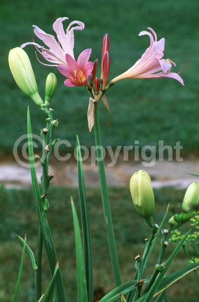 Pink blooms; Deciduous; Broadleaf