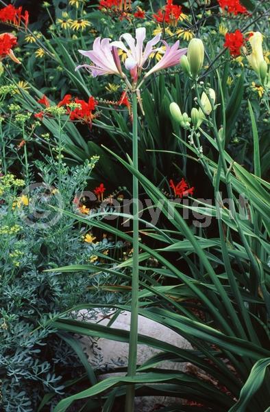 Pink blooms; Deciduous; Broadleaf