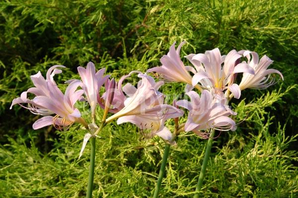 Pink blooms; Deciduous; Broadleaf