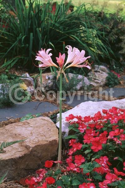 Pink blooms; Deciduous; Broadleaf