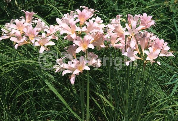 Pink blooms; Deciduous; Broadleaf