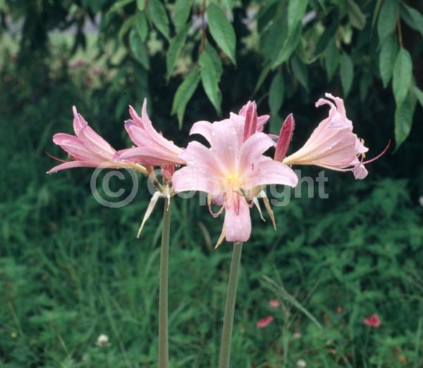 Pink blooms; Deciduous; Broadleaf