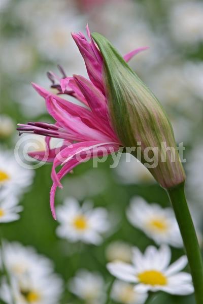 Pink blooms; Deciduous; Broadleaf