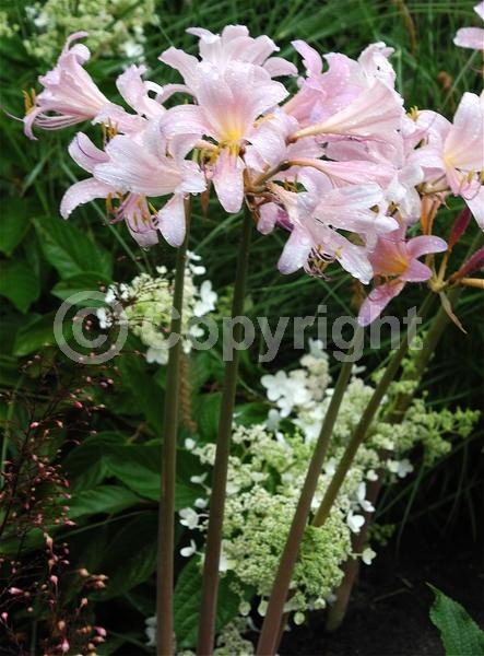 Pink blooms; Deciduous; Broadleaf