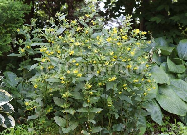 Yellow blooms; Deciduous; North American Native