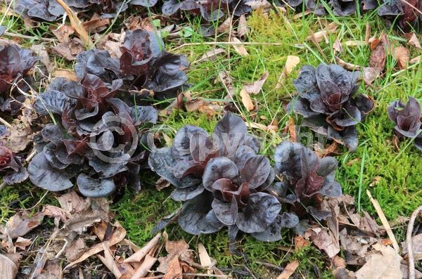 Yellow blooms; Deciduous; North American Native