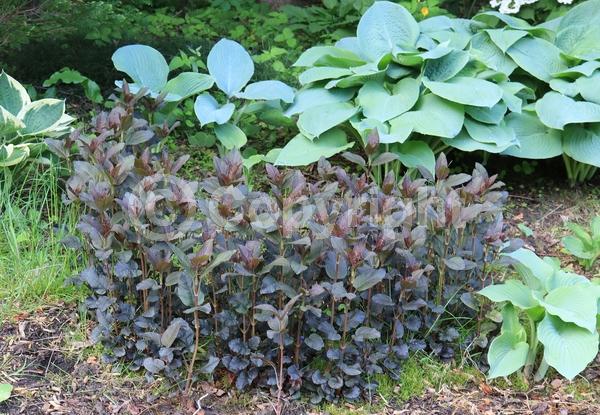 Yellow blooms; Deciduous; North American Native