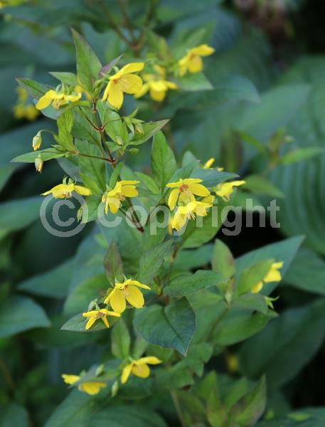 Yellow blooms; Deciduous; North American Native