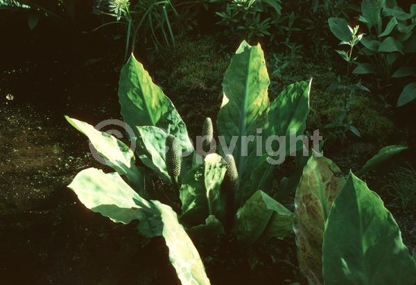Yellow blooms; Deciduous; North American Native