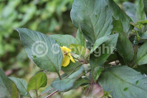 Yellow blooms; Deciduous