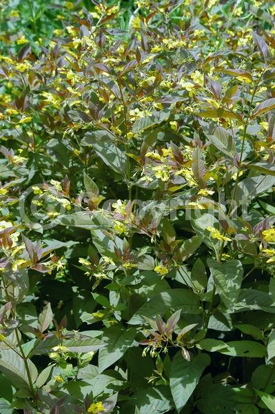 Yellow blooms; Deciduous