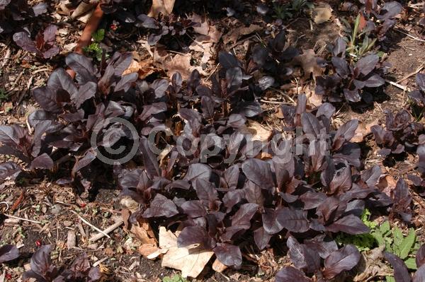 Yellow blooms; Deciduous; North American Native